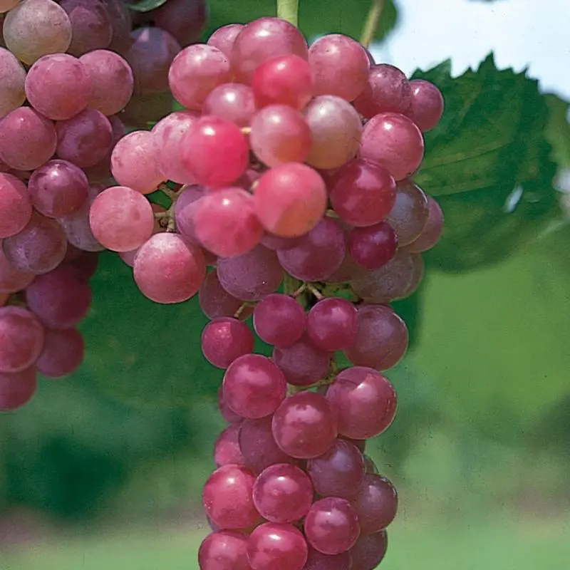 racimo de uvas variedad Flame Seedless