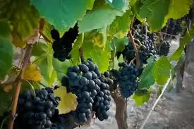 racimos de uvas moradas variedad Petit Verdot