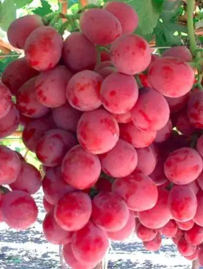 racimo de uvas rojas
