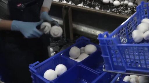 Champiñones expuestos rayos UV aumentan niveles de vitamina D