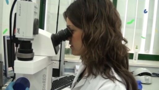 Gusano es usado para investigaciones científicas