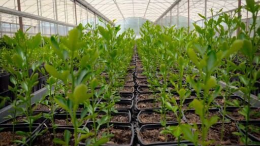 Agricultura protegida y uso de invernaderos frena hambre mundial