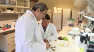 INIA crea dos nuevas variedades de uvas sin semillas