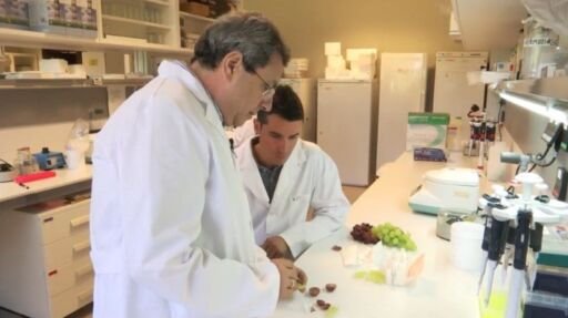 INIA crea dos nuevas variedades de uvas sin semillas