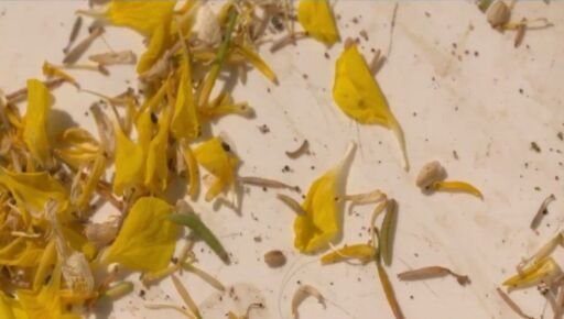 Polillas transgénicas: una alternativa para combatir plagas agrícolas