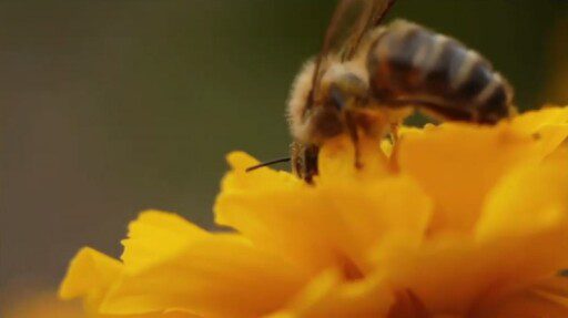 Abejas melíferas prefieren los campos de fresas