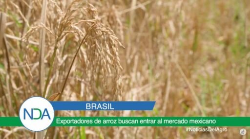 Noticias Del Agro Emisión 19 de febrero 2020