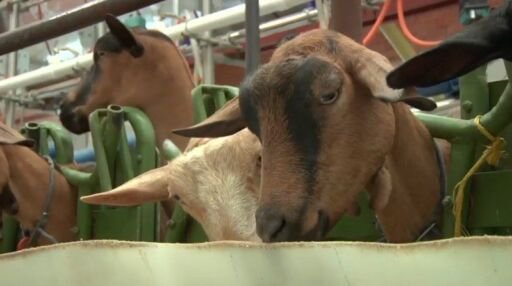 Consumo de melón hace más productivas a las cabras