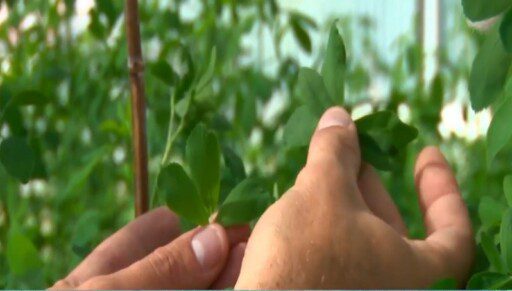 Mejoran alimentación animal evaluando alfalfa resistente