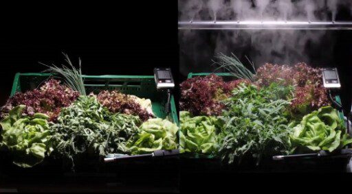 Recubren con niebla seca los supermercados en Holanda