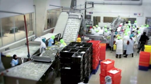 Proyecto EliMet permite eliminar metales pasados en residuos pesqueros