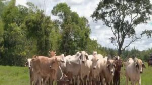 INTA promueve desarrollo de sistema de cría bovina agroecológica