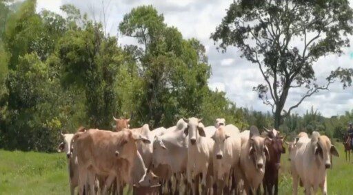 INTA promueve desarrollo de sistema de cría bovina agroecológica