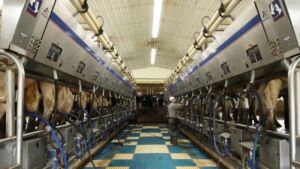 Aplicación “Precios de la Leche” beneficia a tamberos