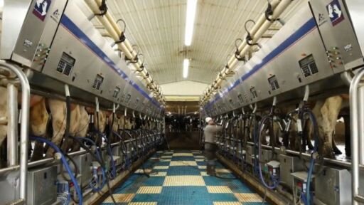 Aplicación “Precios de la Leche” beneficia a tamberos