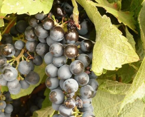 racimo de uvas de color negro azulado variedad Syrah