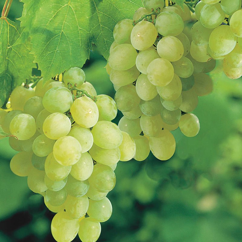 racimo de uvas verdes variedad Thompson Seedless