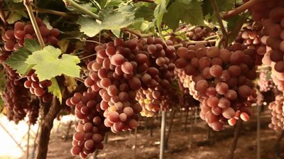 cultivo de uva