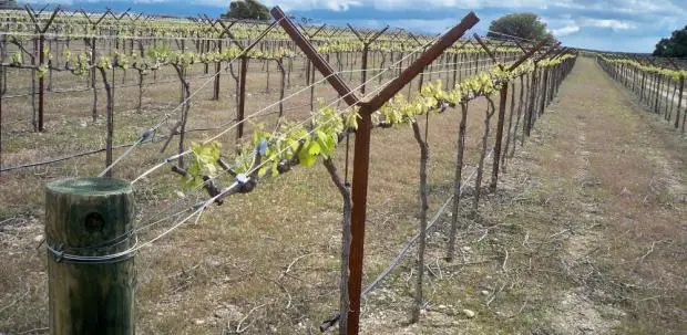 plantas de uva sembradas en hileras ayudadas por alambres