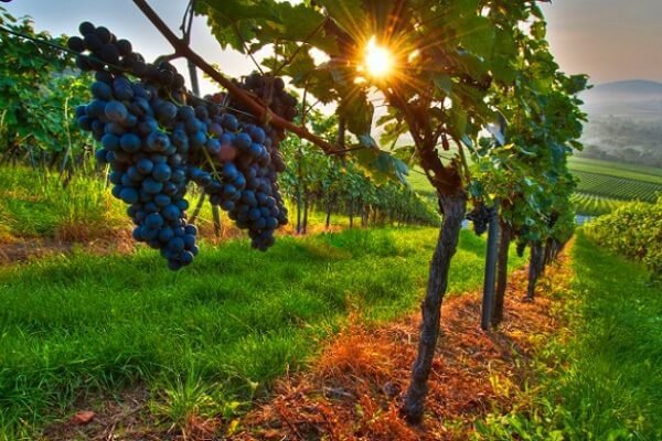 Siembra de cultivo de uvas