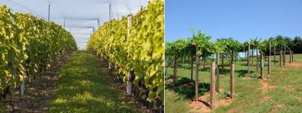 imágenes de plantas de uvas sembradas a diferentes distancias