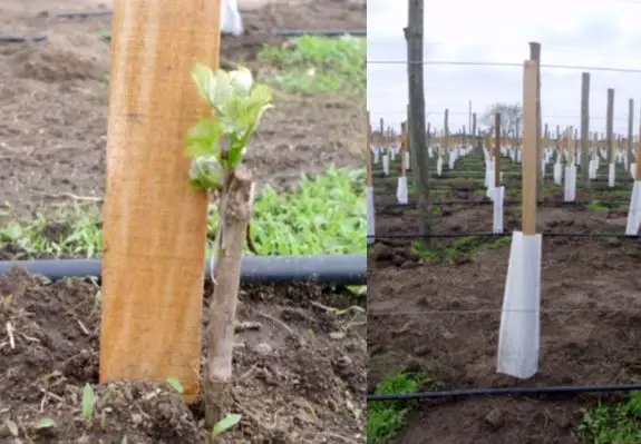 conductores-uva imágenes de plantas en crecimiento con guías