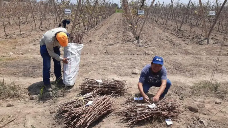 hombres seleccionando estacas de plantas de uva