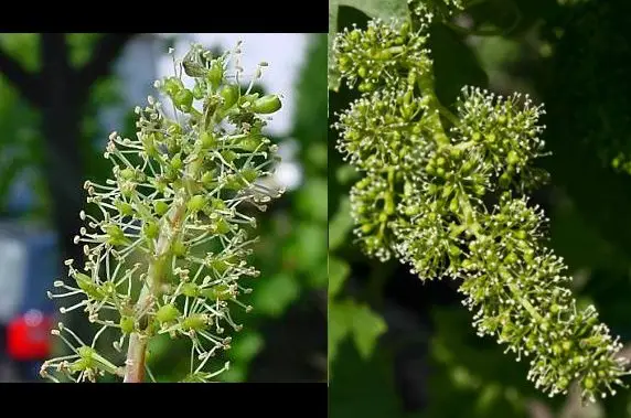 inflorescencia-uva inflorescencia de la planta de uva