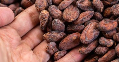 cultivo de cacao