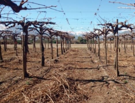 terreno con conductores para el cultivo de uva