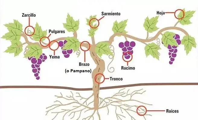 imagen de planta de uva