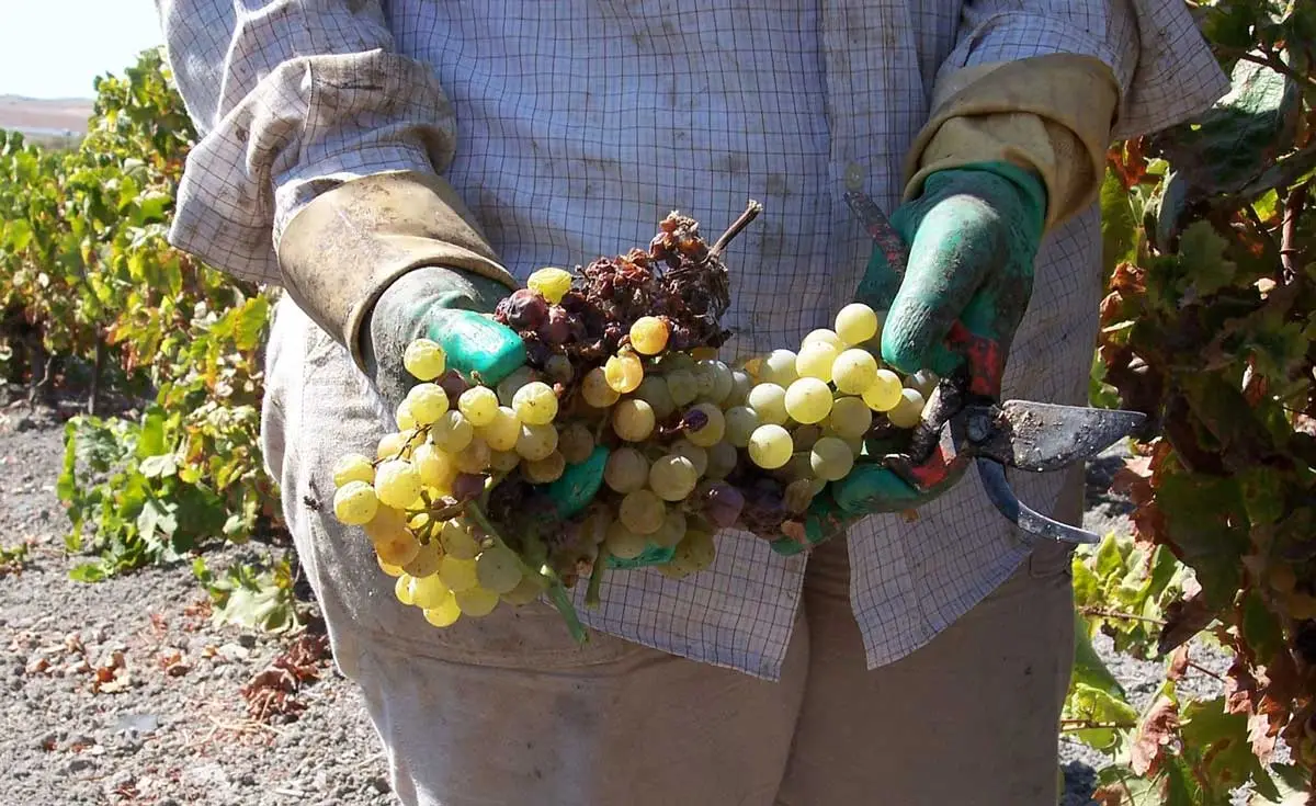 persona con racimo de uvas enfermas
