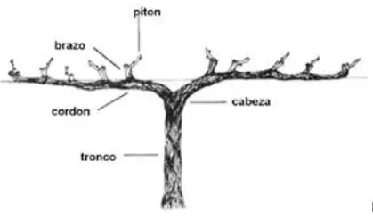 dibujo de tipo de poda en el cultivo de uva