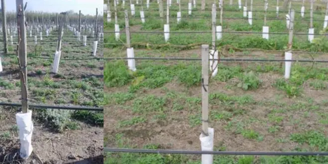 formación-poda-uva plantas de uva podadas