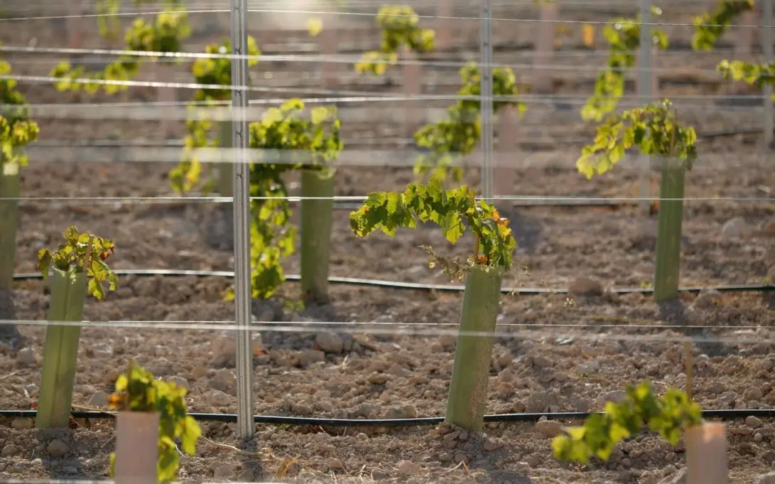 plantas de uva en crecimiento