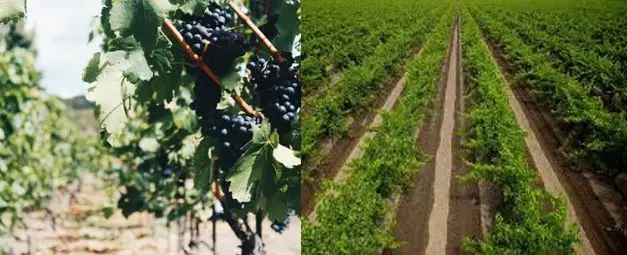 uva-riego-suelo riego en el cultivo de uvas