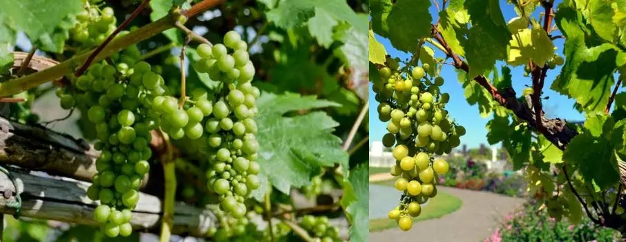 uva-características racimos de uvas de color verde