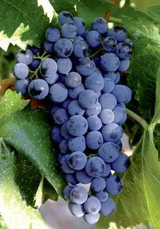 racimo de uvas moradas variedad Tempranillo