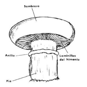 champiñón - tipos de champiñón