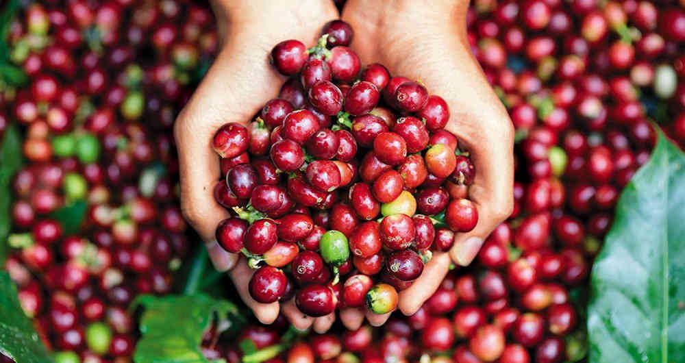 cultivo de café - proceso de cultivo de café