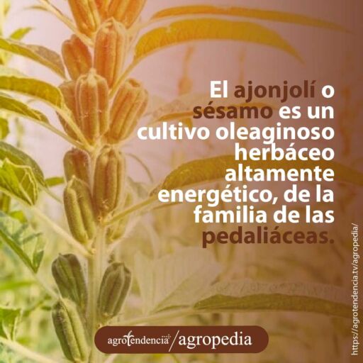 planta de ajonjolí con semillas