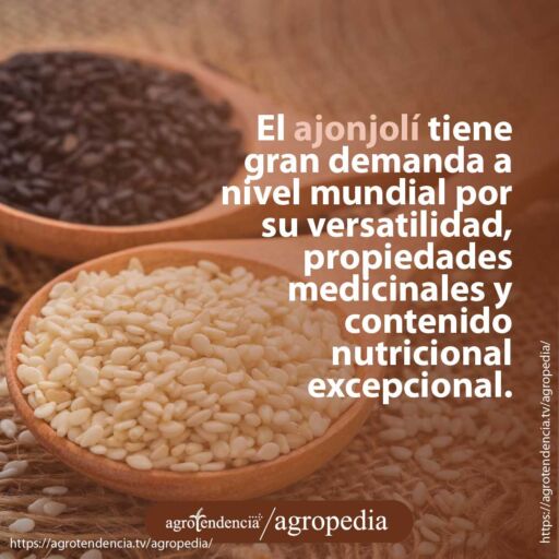 semillas crudas y tostadas de ajonjolí