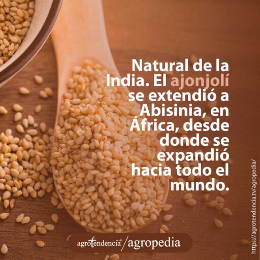 semillas de ajonjolí en cuchara de madera