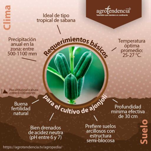 semillas de ajonjolí en planta y los requerimientos del cultivo