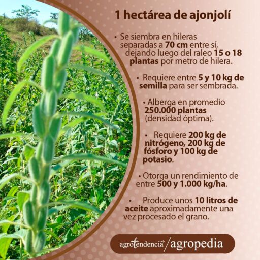 siembra de ajonjolí