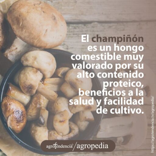 champiñones dorados en un sartén
