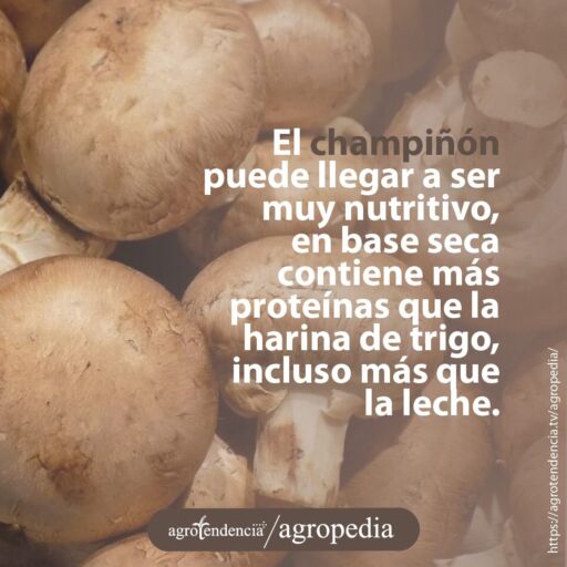 champiñones