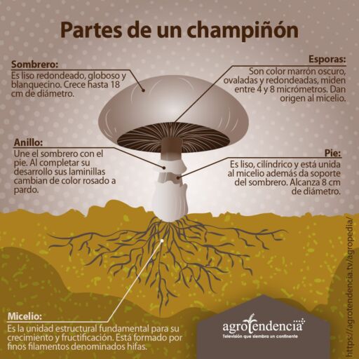 dibujo de un champiñón y sus partes