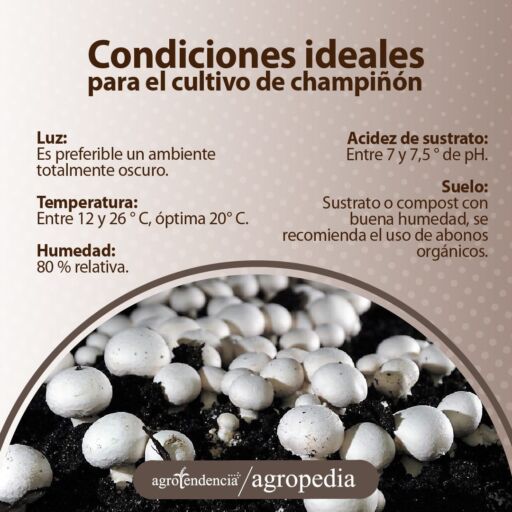 Champiñones en sustrato