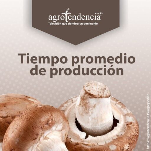 Tres champiñones
